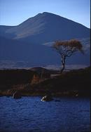 Tree, Rannoch Moor.